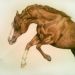 Impeto equestre - Il disegno raffigura un cavallo che liberamente si sfoga e sfoggia la sua natura meastosa e potente.